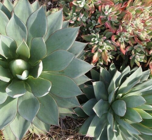 Agave sp. ‘Moonshine’