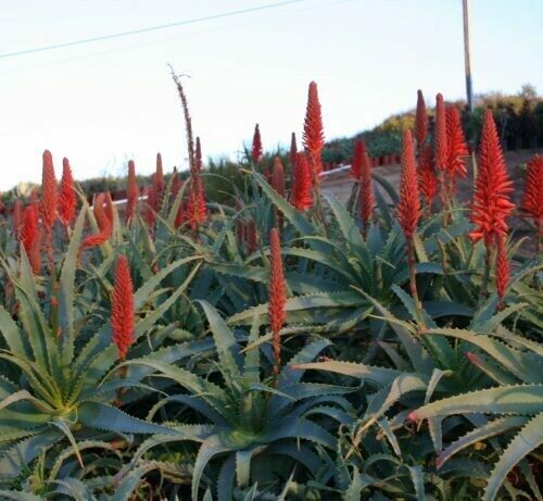 Aloe arborescens