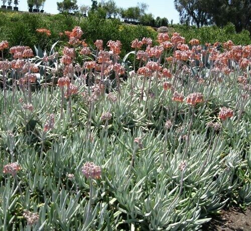 Cotyledon Long Fingers
