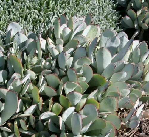 Cotyledon orbiculata cultivar – Whitewash