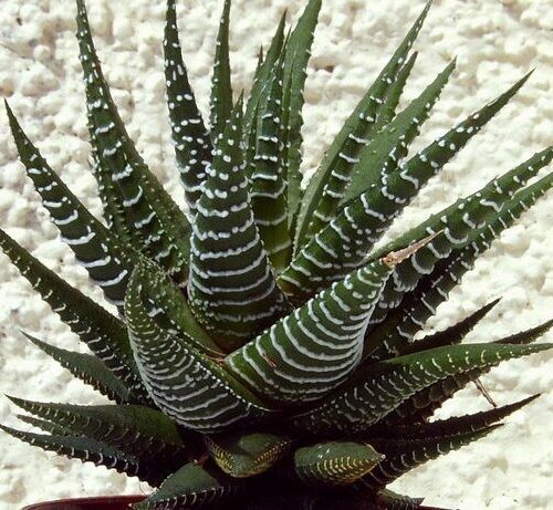 Haworthia fasciata