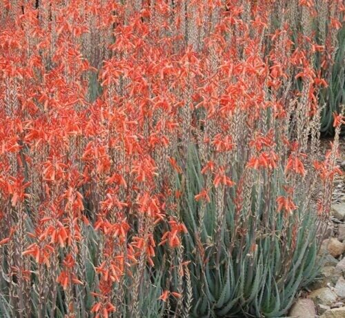 Aloe hyb. ‘Blue Elf’