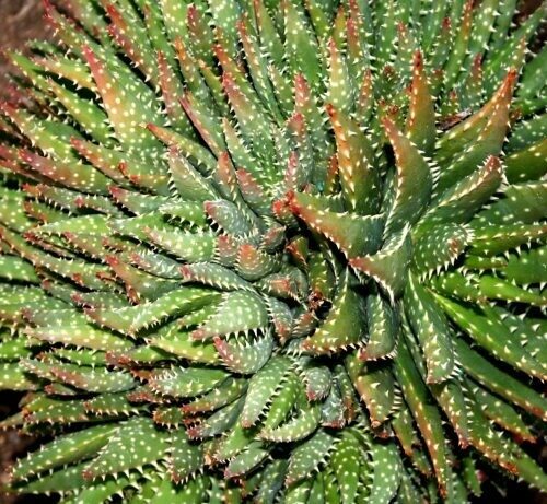Aloe nobilis variegata Crosby’s Compact