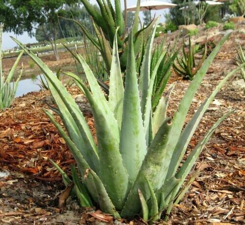 Aloe vera barbadensis
