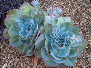 Echeveria ‘Sahara’