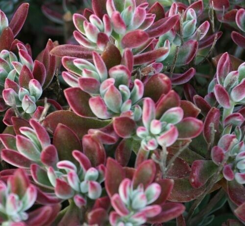 Echeveria harmsii ‘Ruby Slippers’