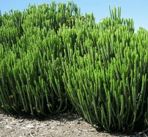 Euphorbia leucadendron