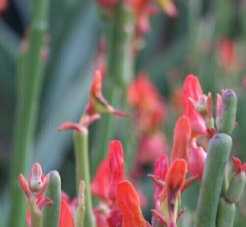 Pedilanthus Macrocarpus