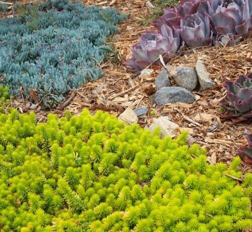 Sedum rupestre 'Gold Moss'