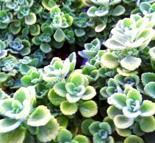 Plectranthus tomentosa