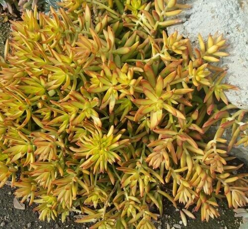 Sedum Adolphii ‘Firestorm’