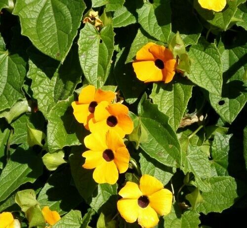 Thunbergia Alata ‘Black Eyed Susan Vine’