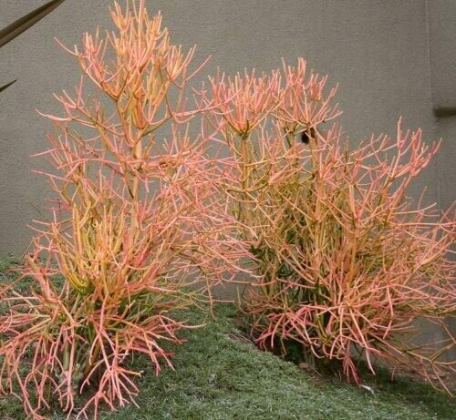 Euphorbia tirucalli ‘Flame’