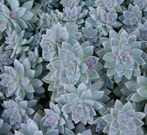 Graptopetalum paraguayense