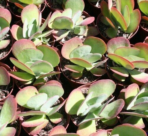 Kalanchoe luciae thrysifolia