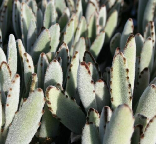 Kalanchoe Tomentosa