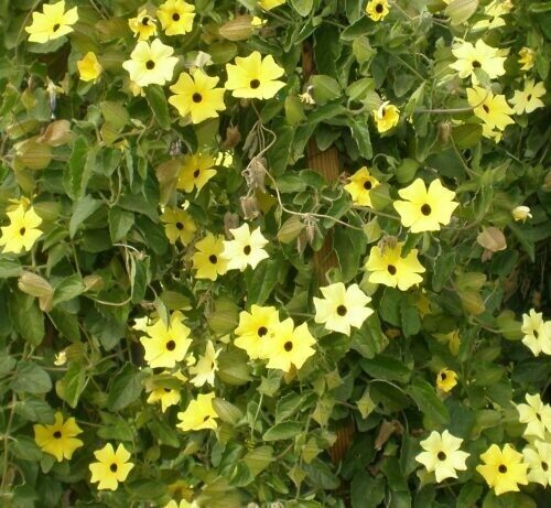 Thunbergia Alata ‘Sunny Lemon Star’