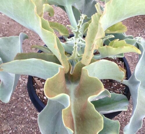 Kalanchoe Beharensis