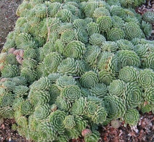 Sempervivum Tectorum