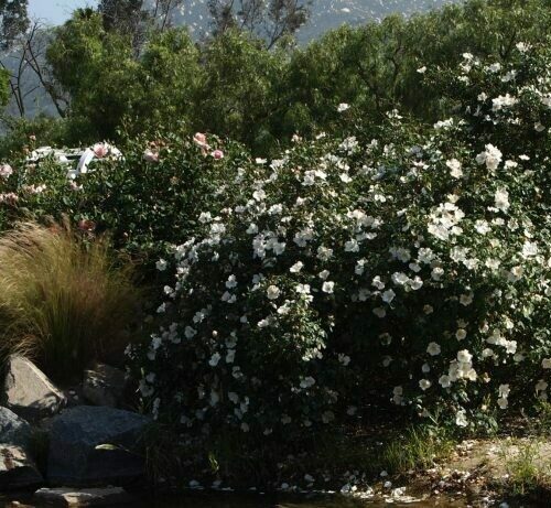 Rosa ‘Sharon’s Delight’