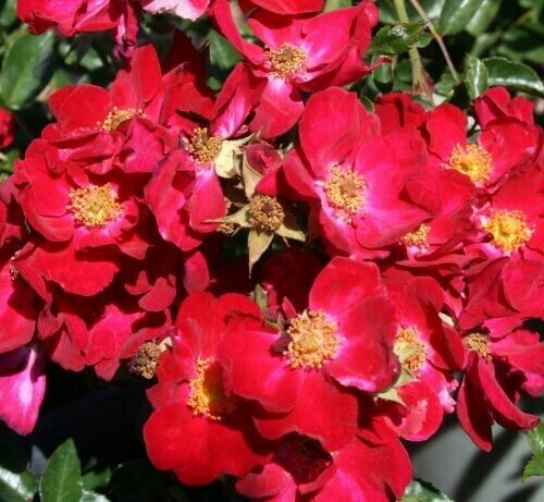 Rosa ‘Red Spread’