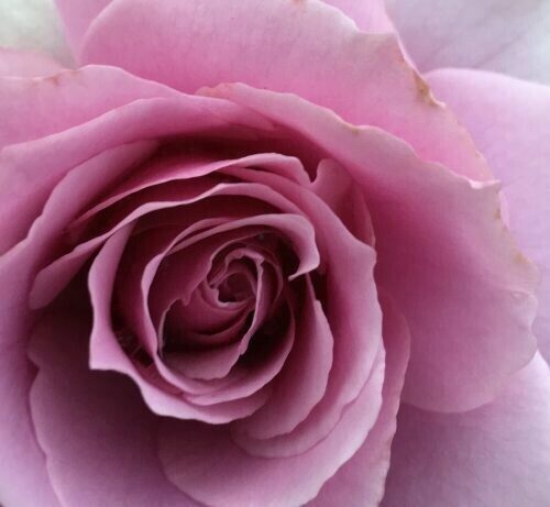 Rosa ‘Silver Star’