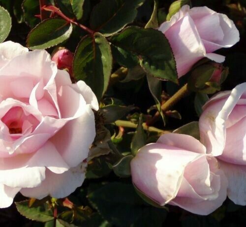 Rosa ‘Souvenir de St Anne’s’