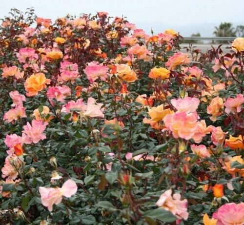 Rosa ‘Sunny Side Up’