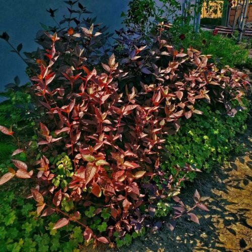 Alternanthera dentata Cranberry Crawl