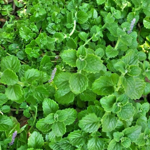 Plectranthus amboinicus - The Comfort Plant