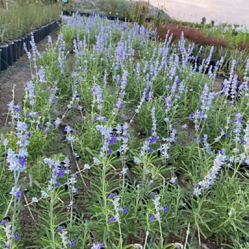 Salvia Farinaceae ‘Lavender-Fields’ (R)