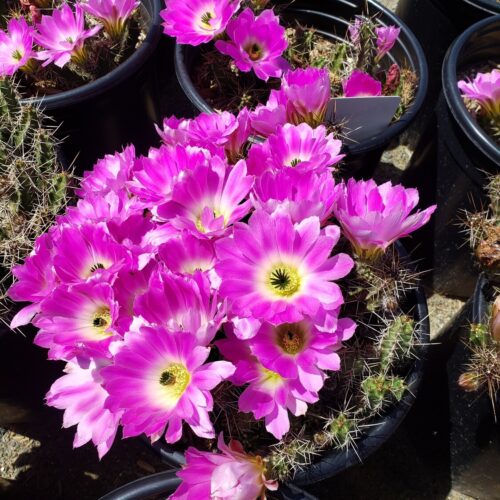 Echinocereus Pentalophus