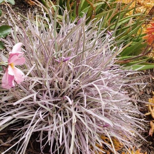 Tulbaghia violacea ‘Purple Ribbons’  Purple Ribbons Society Garlic