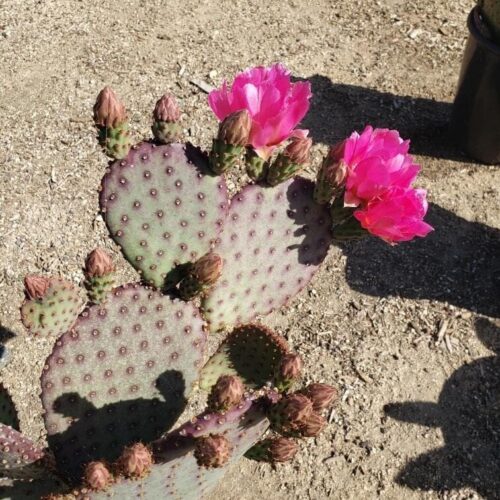 Opuntia Beaver Rita