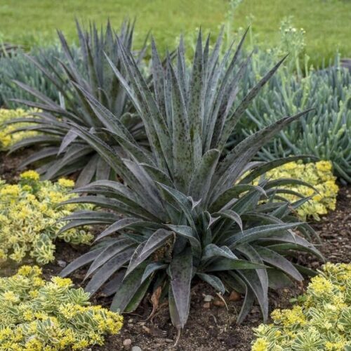 Mangave "Pineapple Express"