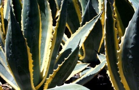 Agave americana variegata ‘Matsumoto’