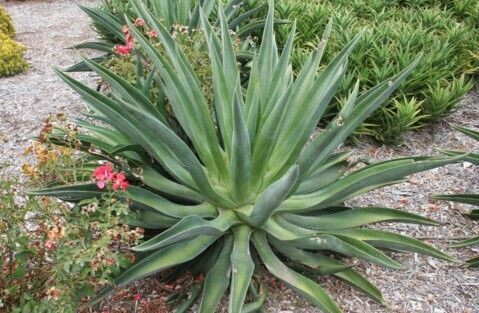 Agave desmetiana