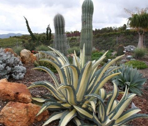 Agave americana medio-picta alba