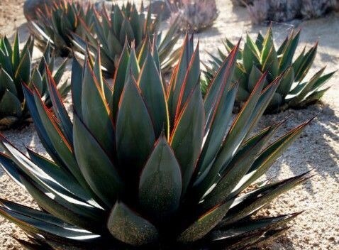 Agave Blue Glow