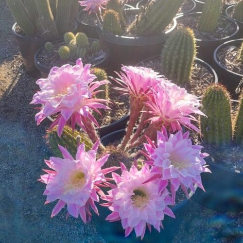 Trichonopsis hybrid Susie Q