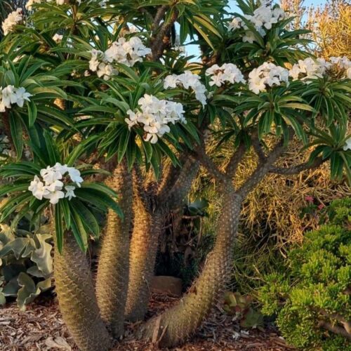 Pachypodium Lamaerii