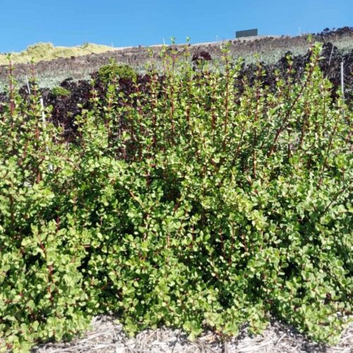 Portulacaria macrophylla ‘Oliphant’