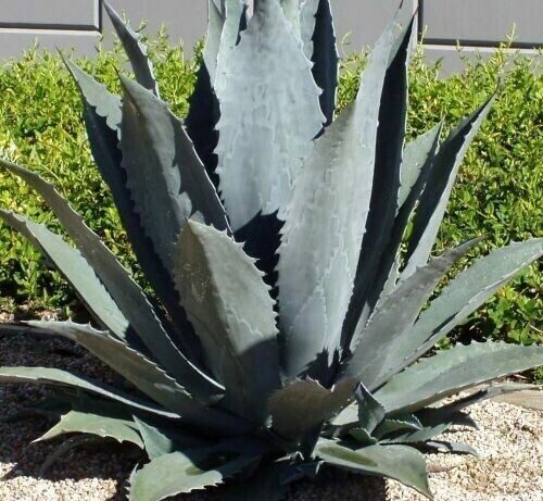 Agave americana