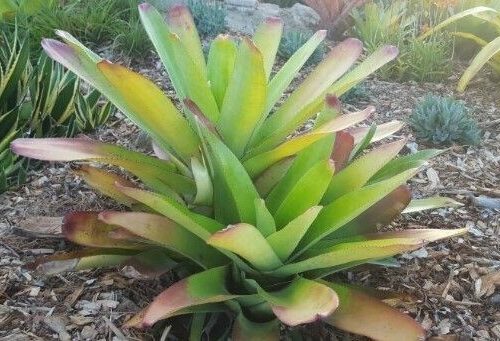 Neo Cruenta Selecta Sun