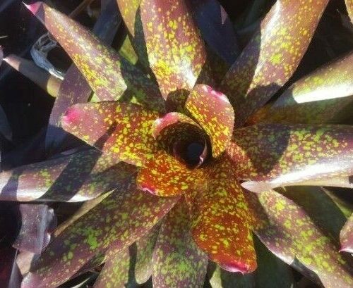 Neo Dr. Oeser hyb. Red