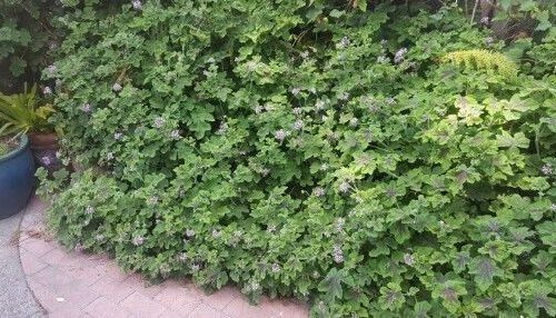 Pelargonium Quercifolium