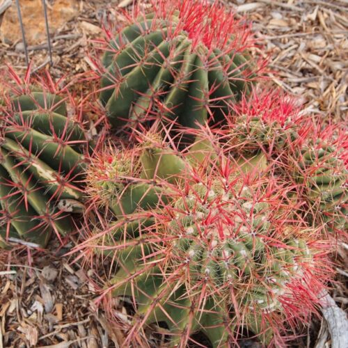 Ferocactus Pringlei