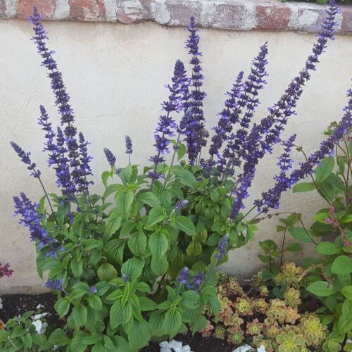 Salvia Mystic Spires
