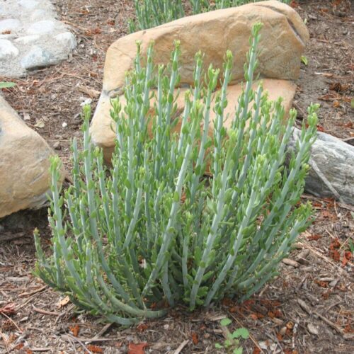 Senecio Anteuphorbium