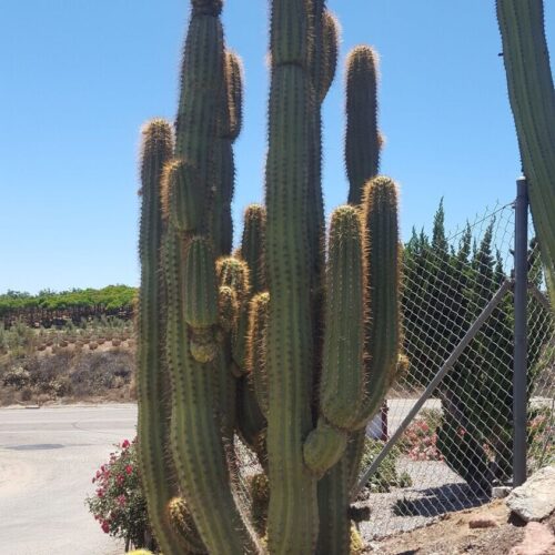 Trichocereus Atacamensis